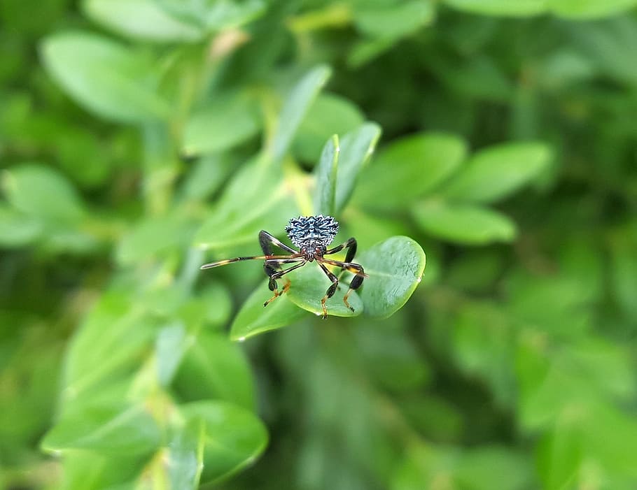 bug, assassin, nymph, insect, predator, close, body, scalloped HD wallpaper