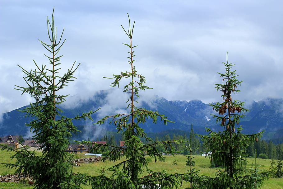 green trees and mountain under cloudy sky, mountains, view HD wallpaper