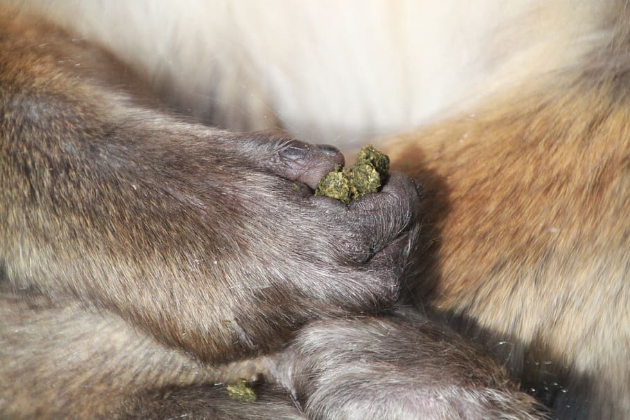 monkey hand, finger, barbary ape, mammal, animal, animal world HD wallpaper