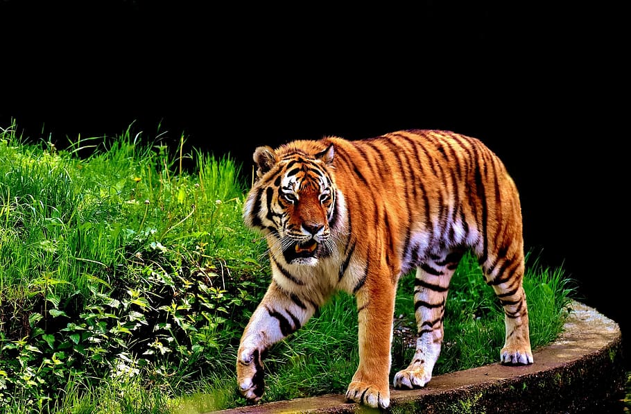 photography of tiger, predator, fur, beautiful, dangerous, cat HD wallpaper