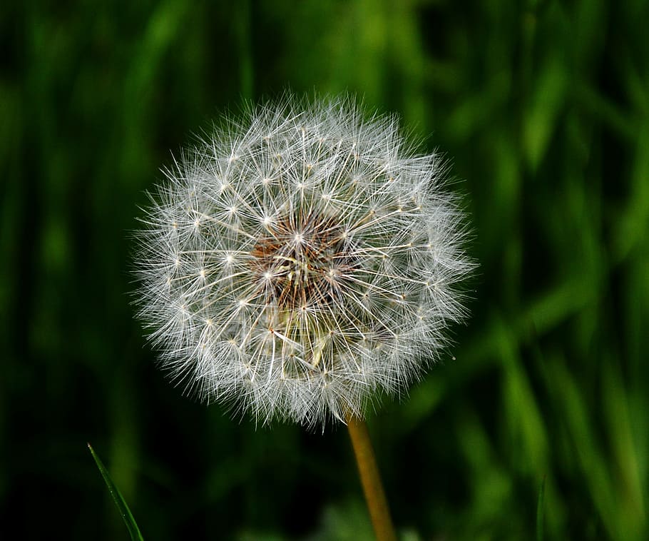 dandelion, nature, seeds, plant, fluffy, close-up, summer, flower HD wallpaper