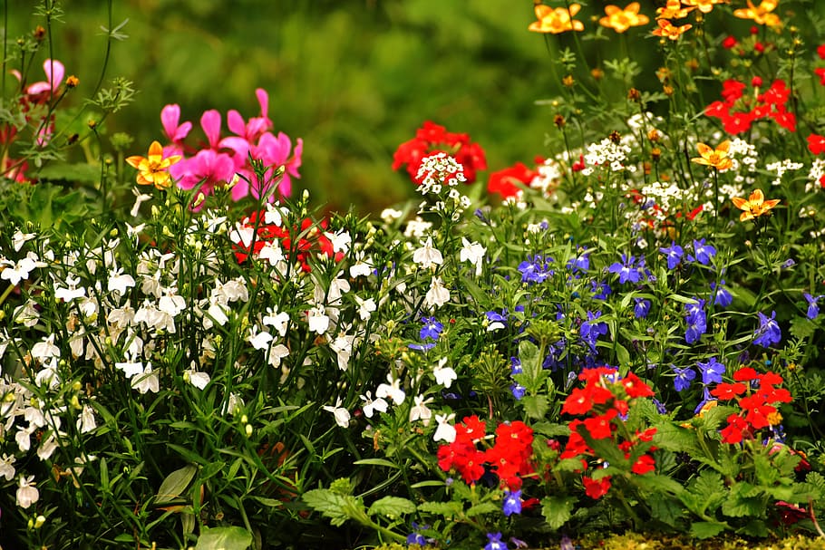 nature, flowers, purple, garden, beautiful, bloom, blooming, blossom HD wallpaper