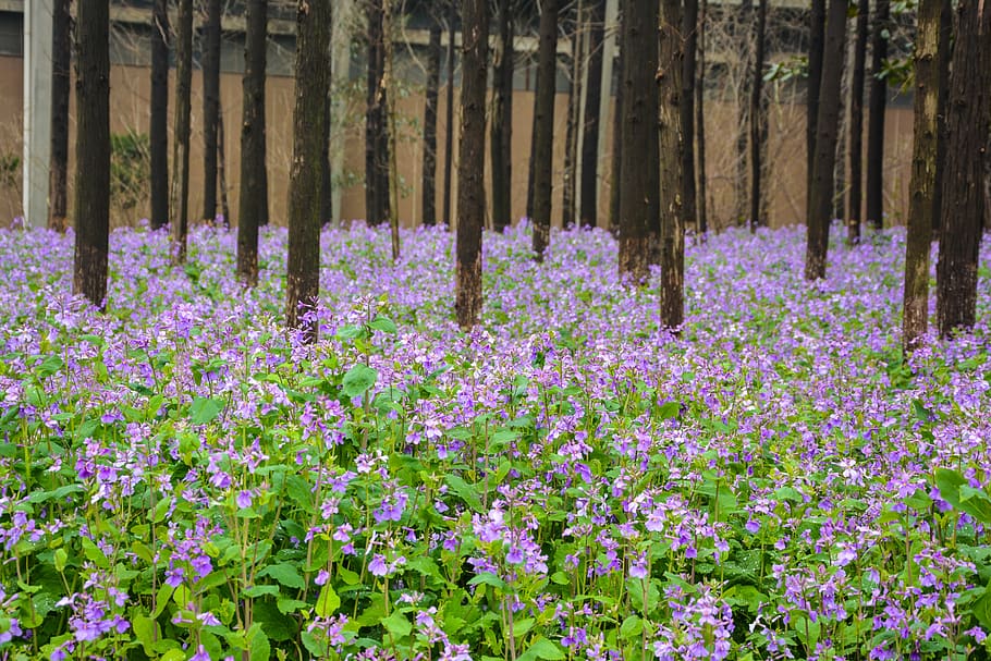 campus officials micro, spring, the scenery, flower, plant HD wallpaper
