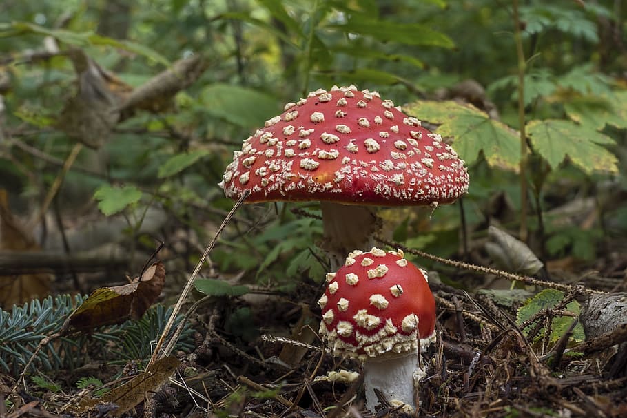 red mushroom near green leafed plant at daytime, matryoshka, red fly agaric mushroom, HD wallpaper
