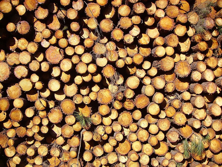 wood, log, logs, pine, trunk, timber, firewood, full frame HD wallpaper