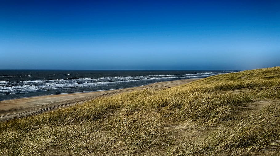 green grass field near ocean, beach, holland, hdr, sea, coast HD wallpaper