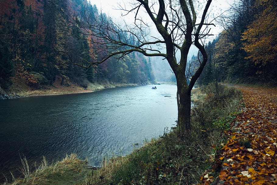 Down the stream, body of water beside withered tree, river, lake HD wallpaper