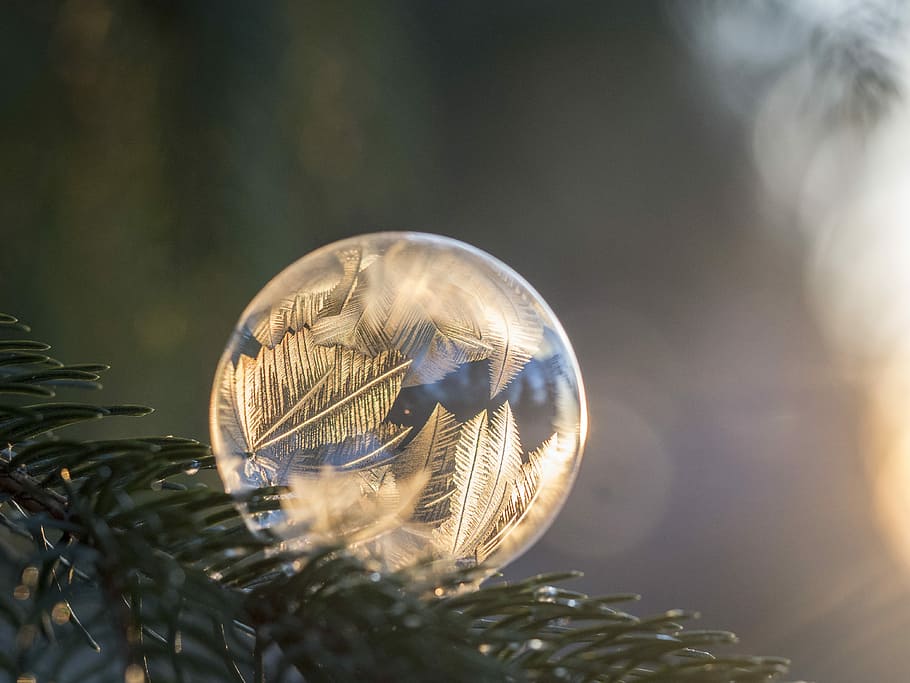 selective focus photography of frozen bubble on pine tree branch during daytime, macro photography of round clear glass decoration HD wallpaper