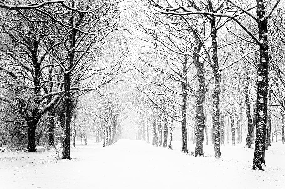 Snow is falling, snow covered trees and road, woodland, forest HD wallpaper
