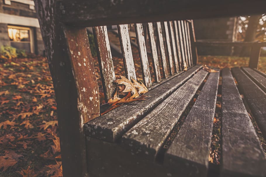 close-up photo of brown wooden bench, park, rest, autumn, fall HD wallpaper