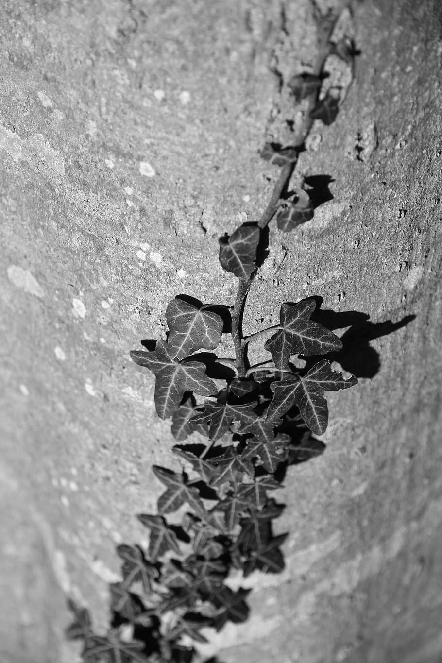 ivy, nature, texture, leaf, green, plant part, close-up, no people HD wallpaper