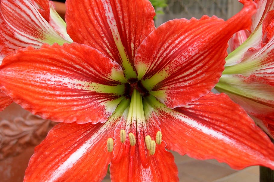 flower, red, nature, macro, flowering, chalices of flowers HD wallpaper