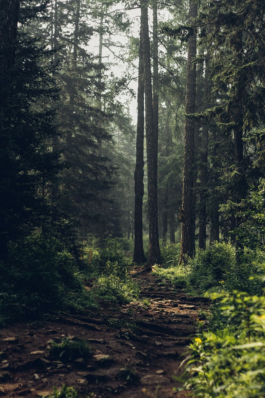 Forest during daytime, brown pathway in the woods at daytime HD wallpaper