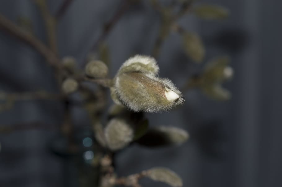 magnolia, flower, button, bloom, flowers, plant, vulnerability HD wallpaper