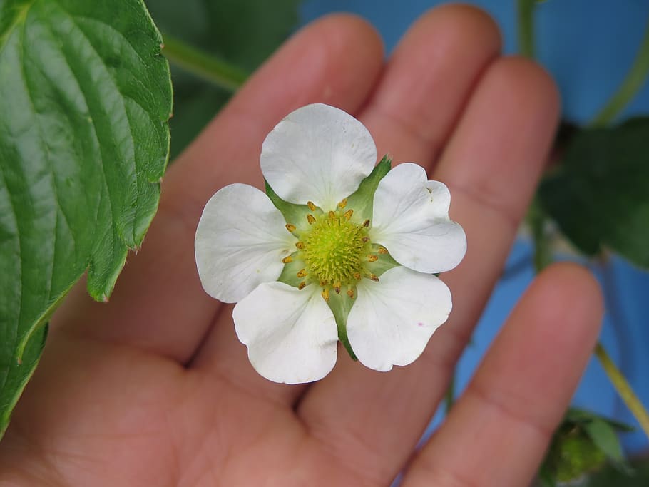 nature, flower, flora, garden, leaf, white, raspberry, human hand HD wallpaper