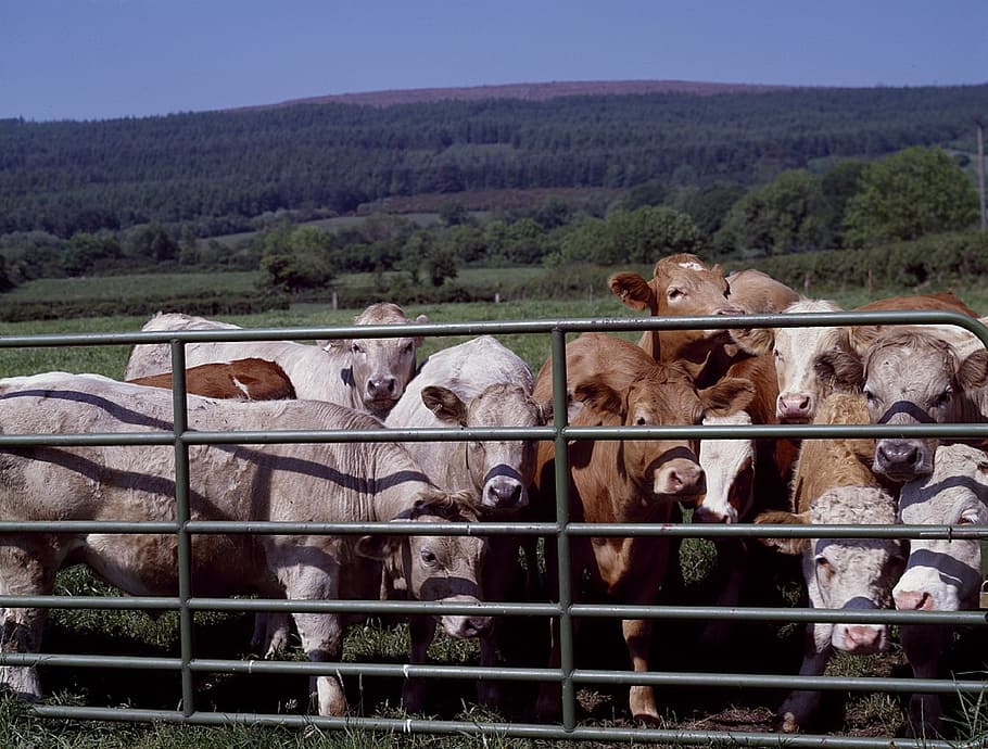 cattle, gate, ranch, agriculture, farm rural, country, farming HD wallpaper