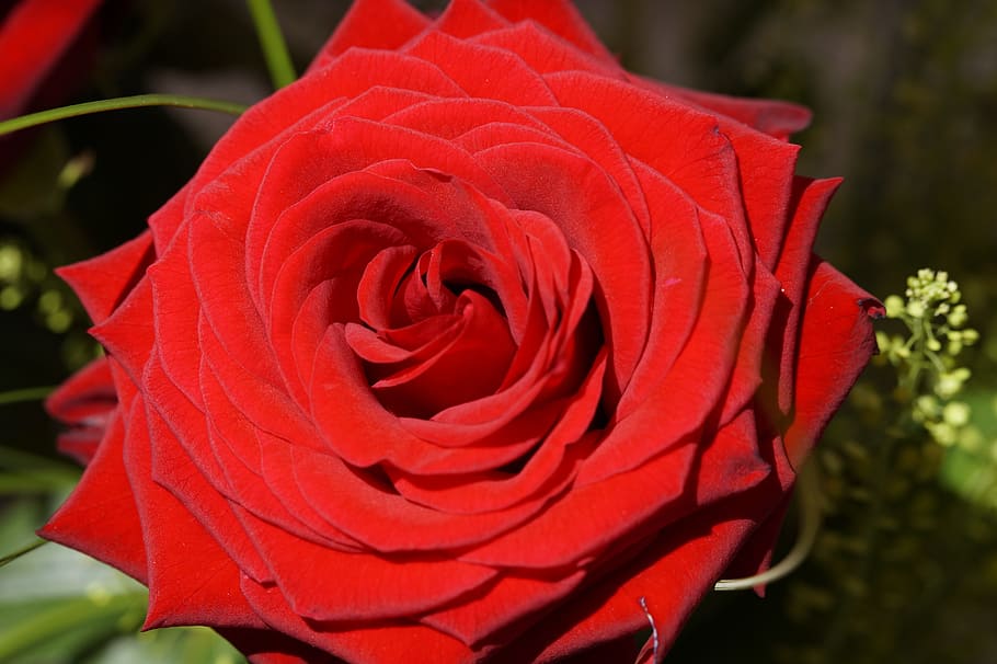 rose, red rose, close, flower, blossom, bloom, rose bloom, plant HD wallpaper