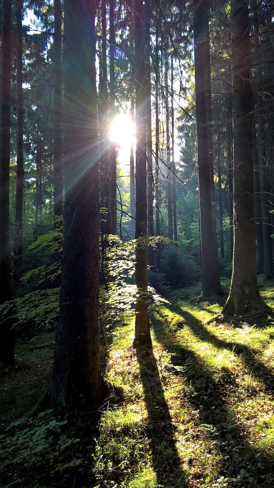 morning sun, forest, moss, nature, fog, sunrise, morgenstimmung HD wallpaper