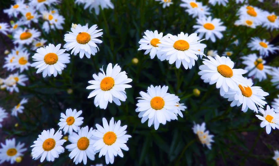 flower, bloom, night, white, garden, nature, macro, purple HD wallpaper