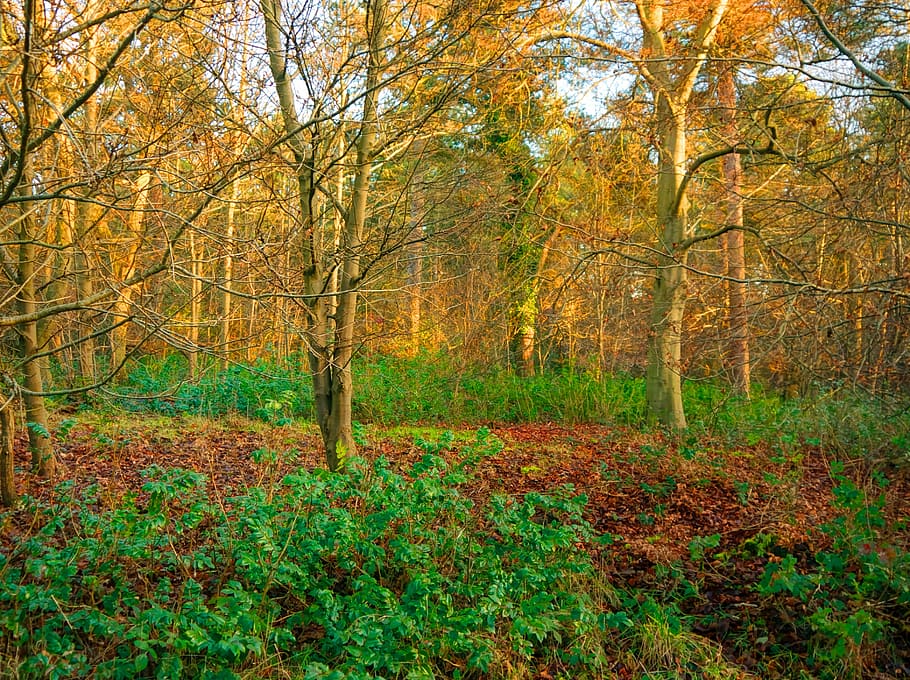 suffolk, west, stow, autumn, leaf, nature, tree, forest, yellow HD wallpaper