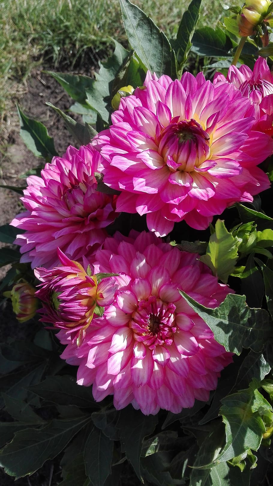 summer, nature, flowers, flowering plant, growth, beauty in nature HD wallpaper