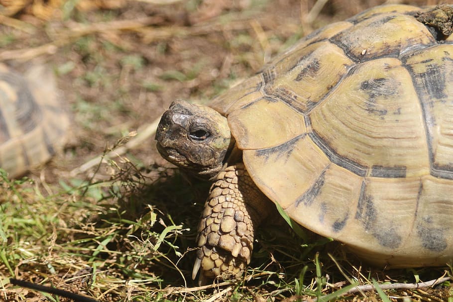 turtle, spring, tortoise, reptile, animal, nature, wildlife HD wallpaper