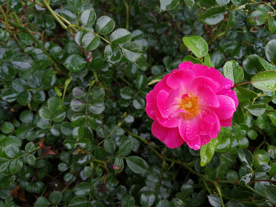 flower, plant, beautiful, flowering plant, petal, growth, beauty in nature HD wallpaper