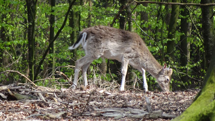 roe deer, forest, antler, fallow deer, animal, hirsch, animal themes HD wallpaper