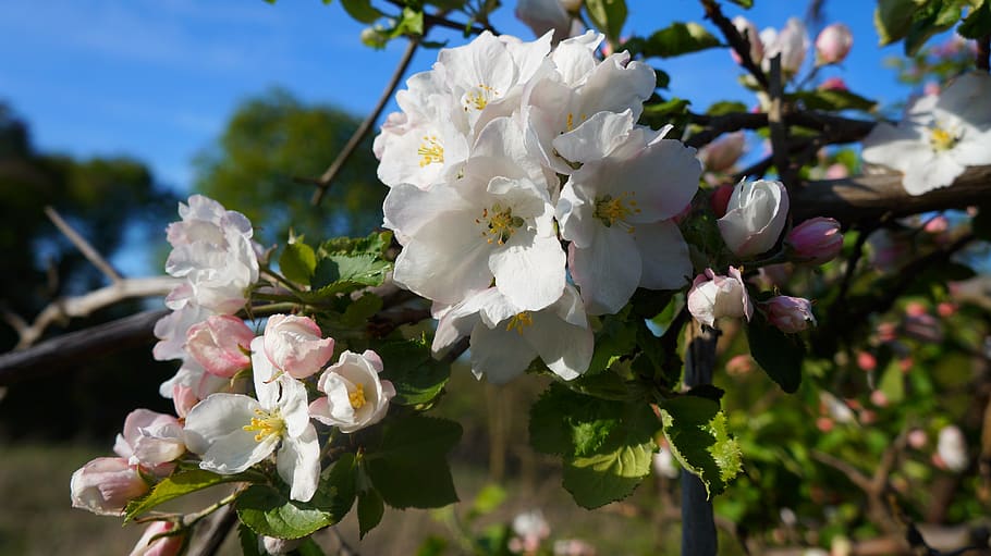 nature, plants, white, flowers, sprig, tree, fruit, spring HD wallpaper