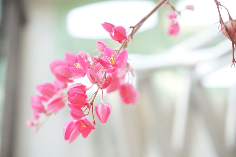 pink, flower, nature, flowering plant, pink color, beauty in nature HD wallpaper