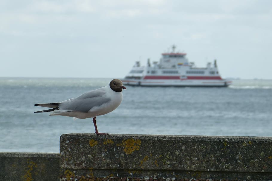 Föhr, Ferry, Holiday, Black Headed Gull, sea, water, recovery, HD wallpaper