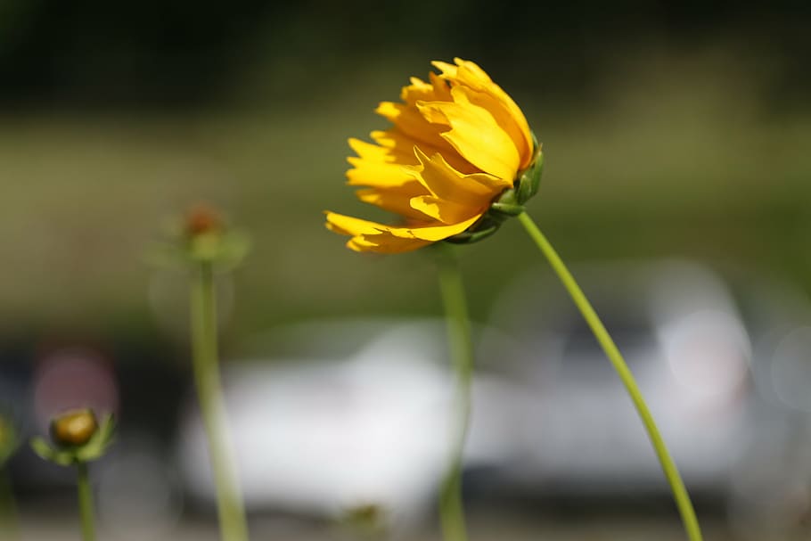 flower, yellow, stem, nature, yellow flower, petal, bee, orchid HD wallpaper
