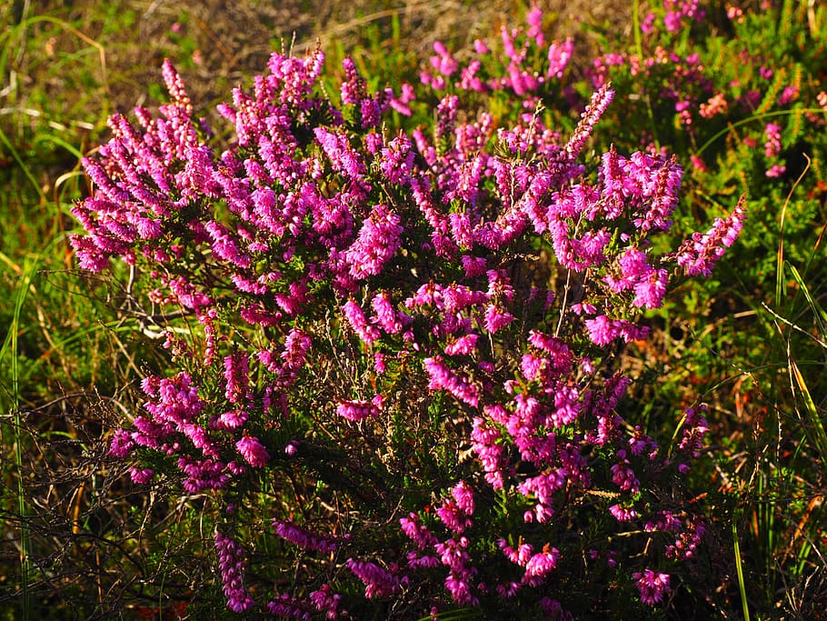 heather, heide, flowers, pink, calluna vulgaris, heather green HD wallpaper