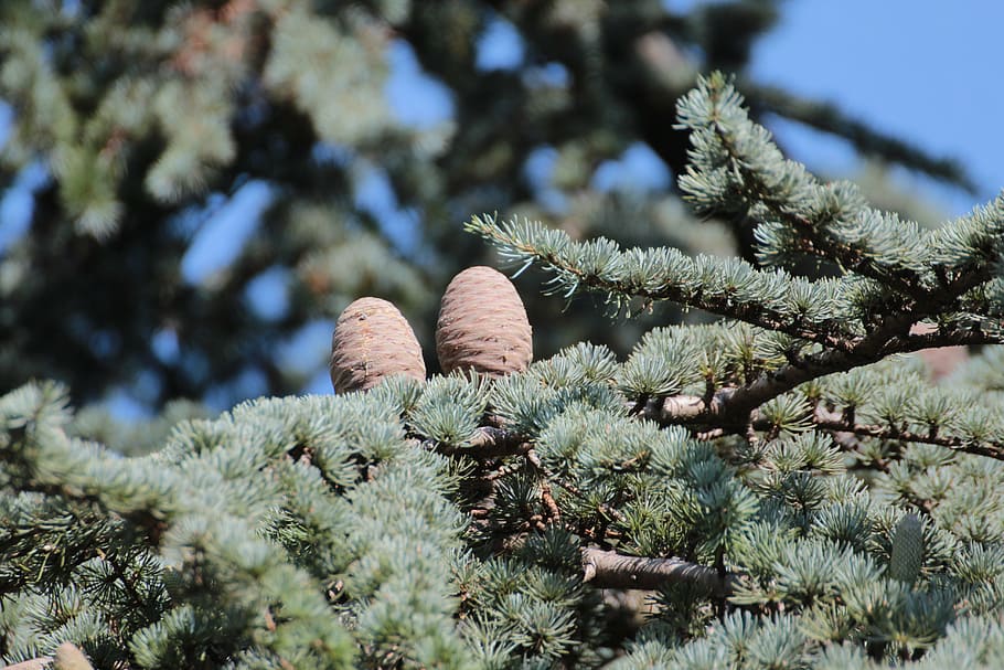 tap, pine cones, larch cones, conifer, larch larix, aesthetic