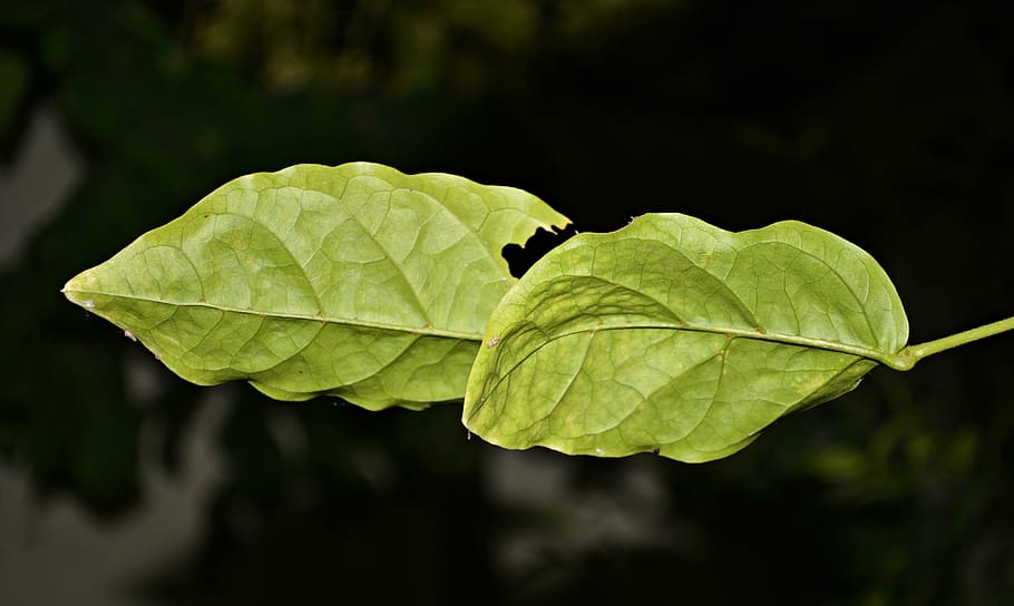 leaves, fresh, green, leaf, nature, plant part, close-up, green color HD wallpaper