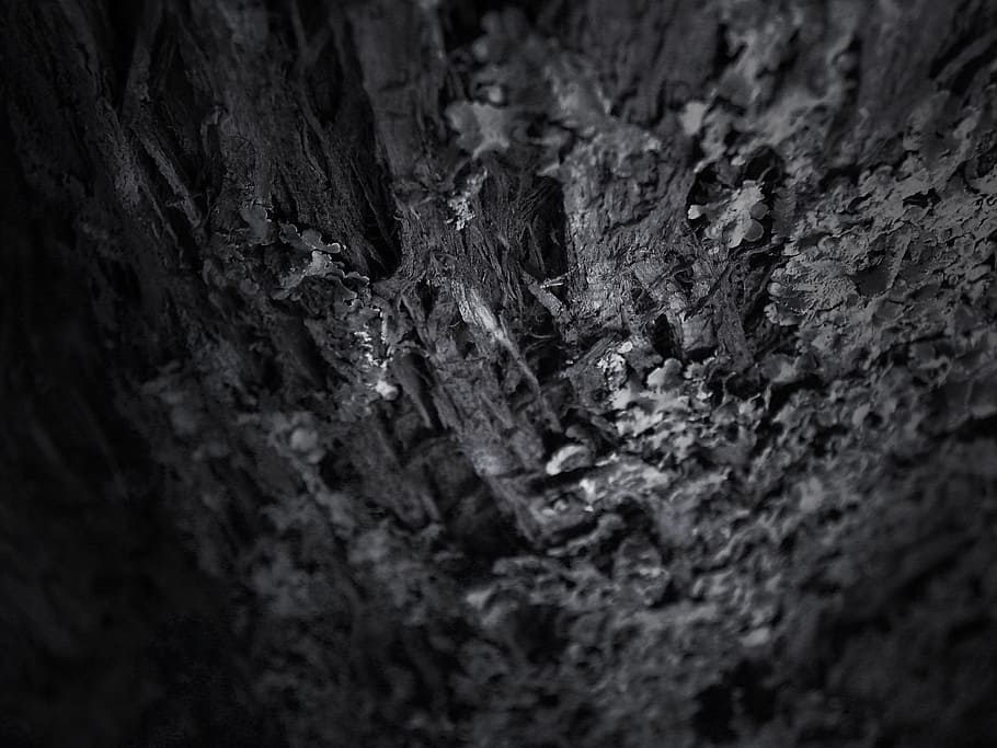tree, texture, forest, pattern, timber, wood, selective focus HD wallpaper