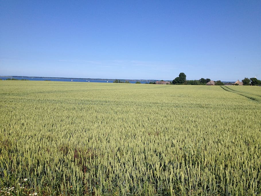 field, rye, cereals, nature, water, landscape, summer, sky HD wallpaper
