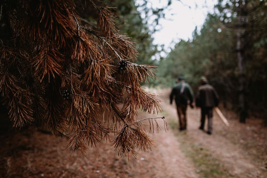 two people walking on pathway, two person walking on walkway in between trees HD wallpaper