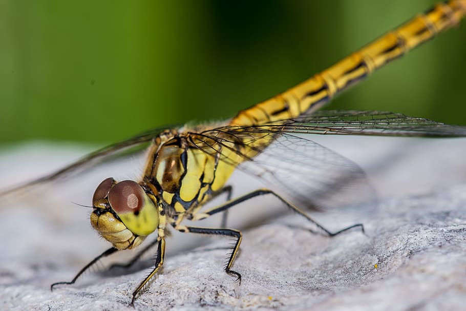 insect, nature, dragonfly, wing, stone, animal, invertebrate HD wallpaper