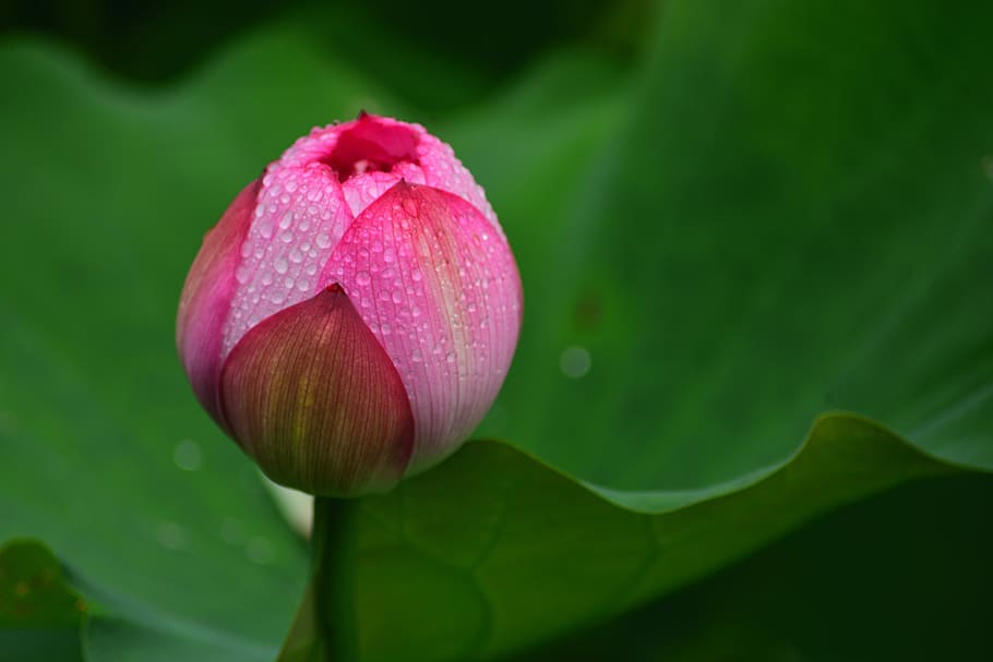 flower, lotus, plant, flowering plant, freshness, vulnerability HD wallpaper
