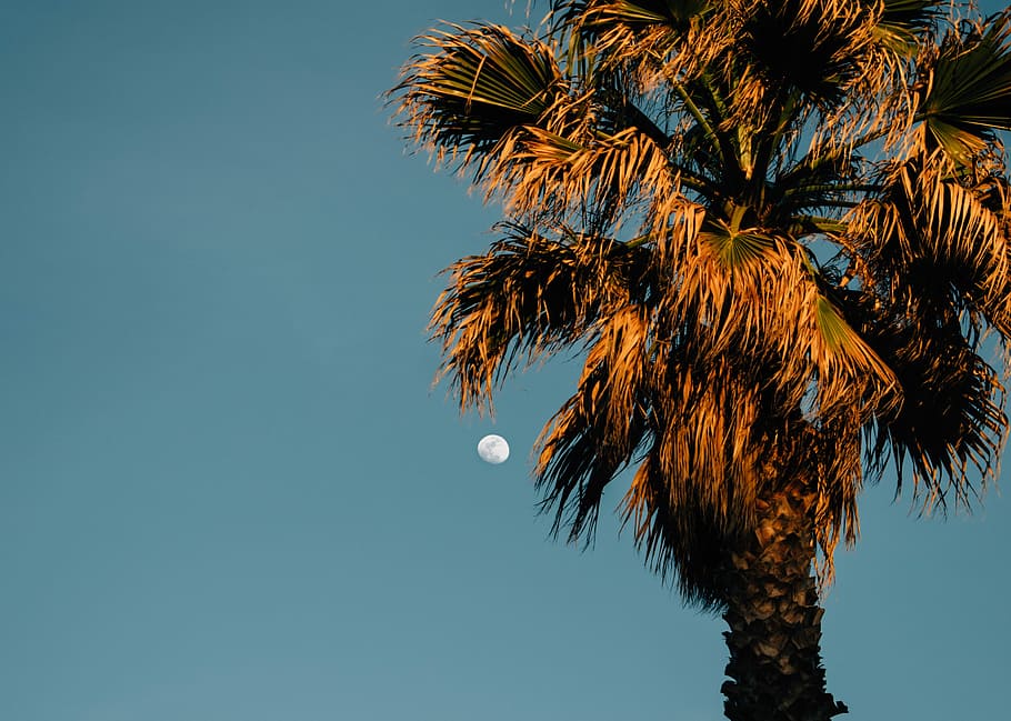 palm tree during daytime, moon, sky, night, low angle view HD wallpaper