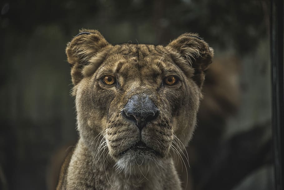 lioness close up photo during daytime, animal, carnivore, undomesticated Cat HD wallpaper