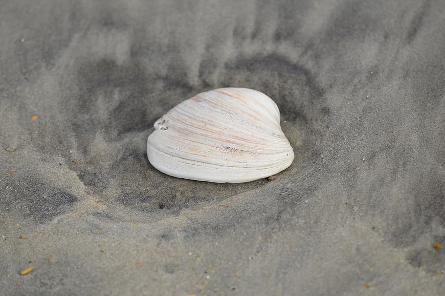seashell, sea shell, sand, beach, natural, seashore, land, animal shell HD wallpaper