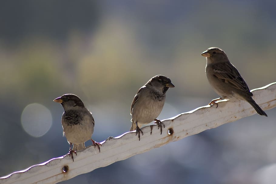 sparrow, birds, bokeh, vertebrate, animal themes, perching HD wallpaper