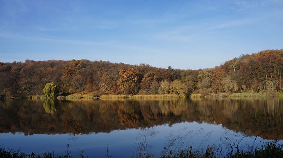 autumn, sky, forest, blue sky, nature, landscape, autumn leaves HD wallpaper