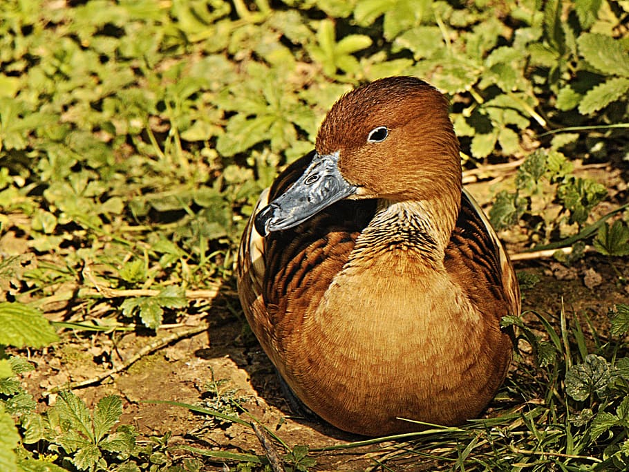 Duck, Bird, Animal, Feathers, one animal, animal themes, animals in the wild HD wallpaper