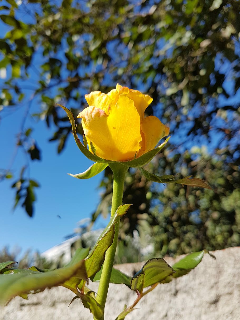 Flower, Yellow, Green, Nature, rosa, beauty, sky, fragility HD wallpaper