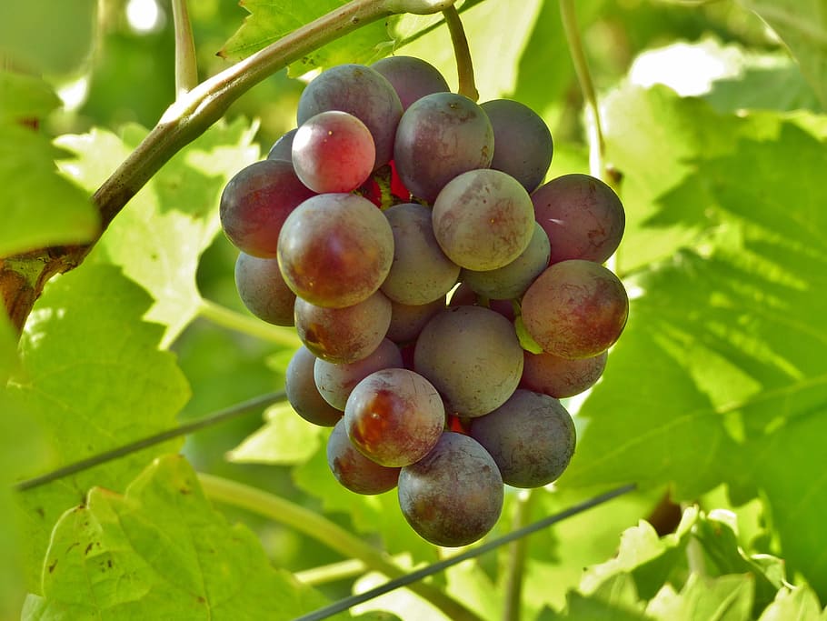 bunch of grapes, wine, blue, autumn, winegrowing, vineyard HD wallpaper