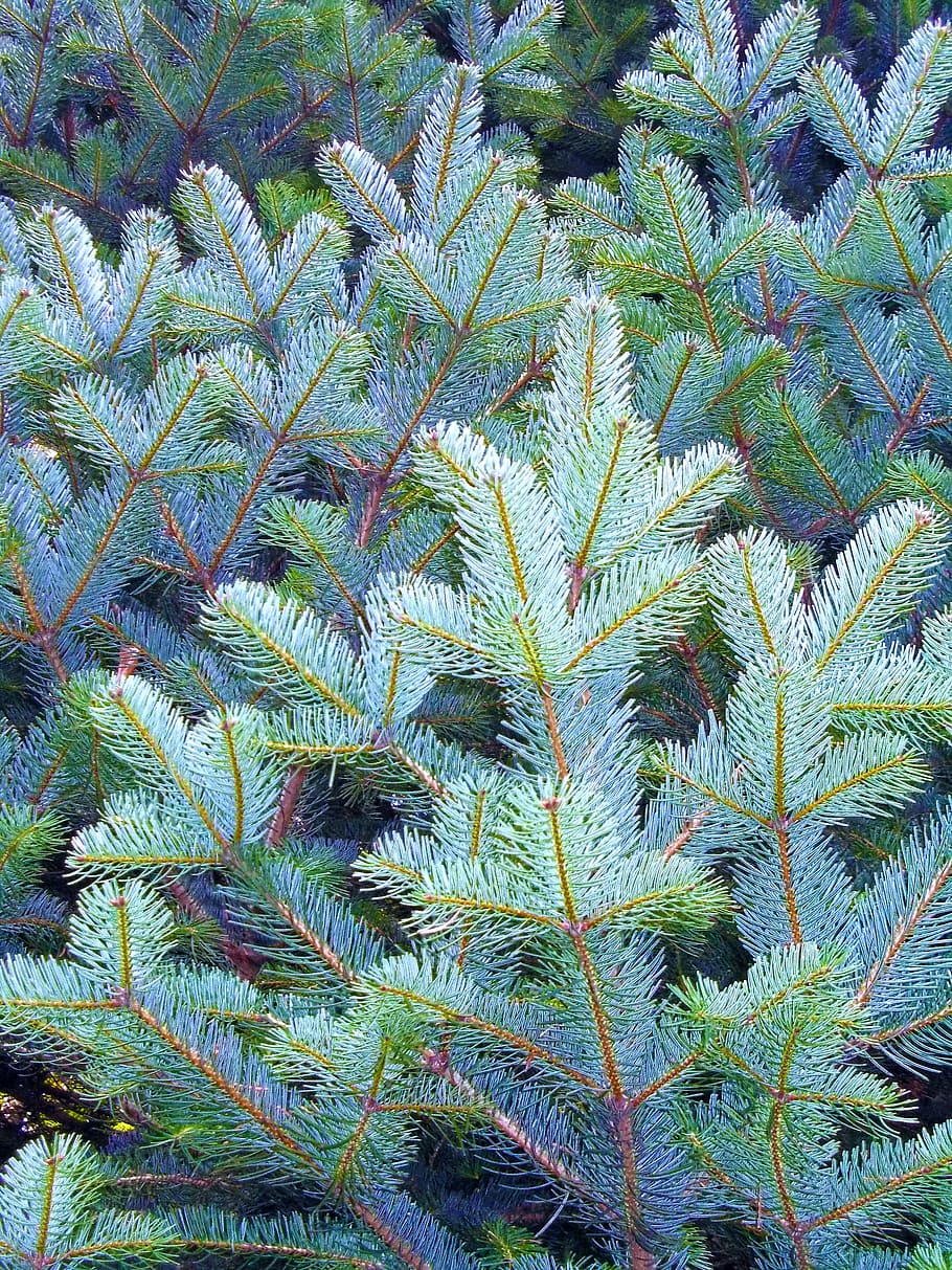 Spruce, Pine, Pine Needle, Leaves, nature, the leaves are, tree HD wallpaper