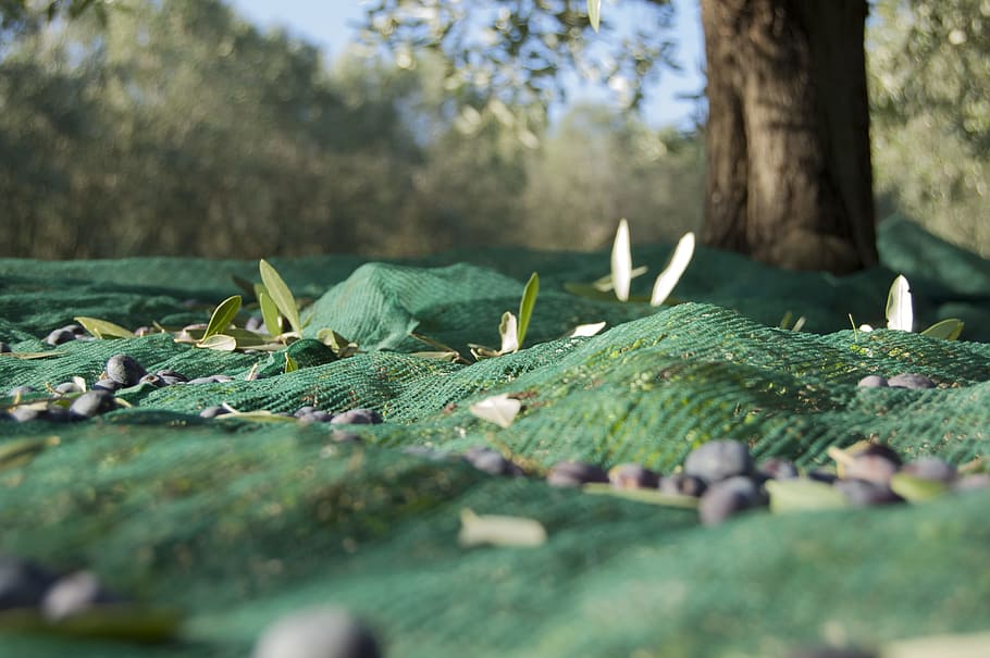 green leafed plant, Oil, Oliva, Branches, Nature, plants, olive branch HD wallpaper